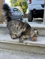 Found/Stray Unknown Cat last seen 29th Ave and Ray street, Spokane, WA 99223