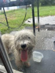 Found/Stray Unknown Dog last seen Manatee county fairgrounds , Palmetto, FL 34221