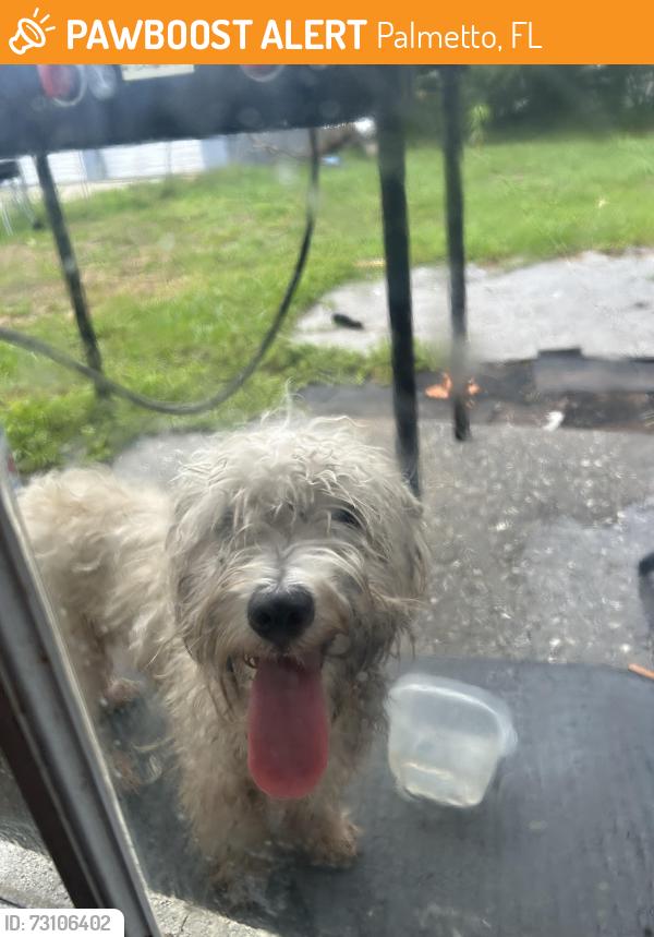 Found/Stray Unknown Dog last seen Manatee county fairgrounds , Palmetto, FL 34221
