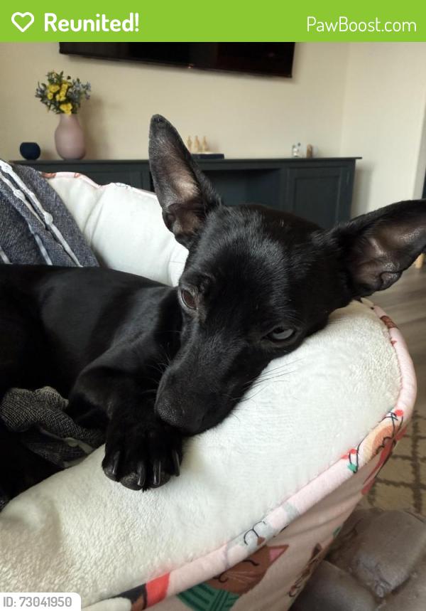 Reunited Female Dog last seen Windmill and buffalo, Las Vegas, NV 89113