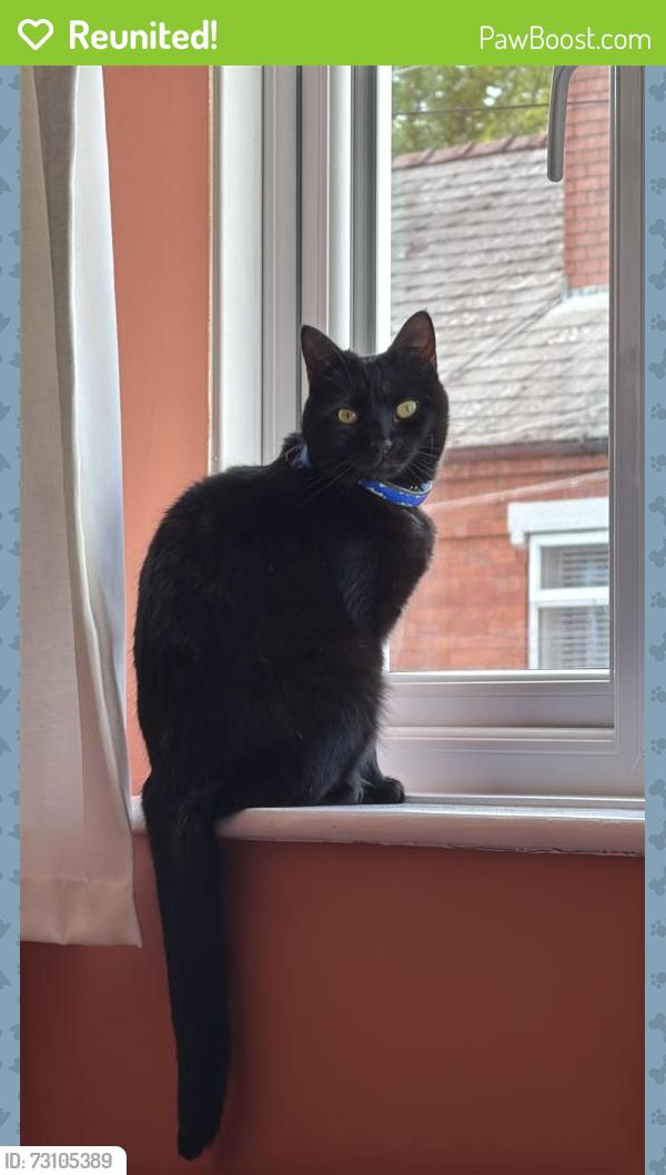 Reunited Male Cat last seen Hill Street by Greenfield Primary School, West Midlands, England DY8 1AR