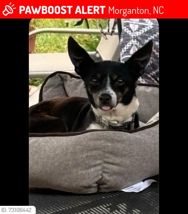 Lost Male Dog last seen Hopewell RD, Walmart, WPCC, Burkemount Ave, Morganton, NC 28655