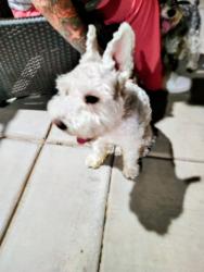 Reunited Male Dog last seen Desert Willow Street & Barrel Cactus Lane, Victorville, CA 92394