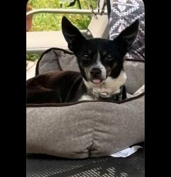 Lost Male Dog last seen Hopewell RD, Walmart, WPCC, Burkemount Ave, Morganton, NC 28655