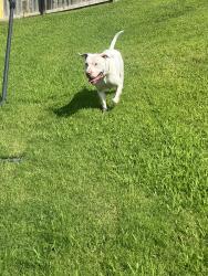 Reunited Male Dog last seen Peachtree Cove and Pinetree Loop, Southaven, MS 38672