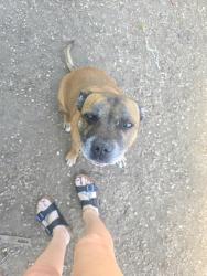 Reunited Male Dog last seen Monroe ca oaks, Murrieta, CA 92562