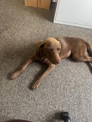 Reunited Female Dog last seen Country line rd, Seymour, TN 37865