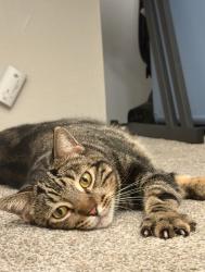 Reunited Male Cat last seen Last seen yesterday afternoon, Citrus Heights, CA 95621