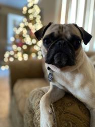 Reunited Male Dog last seen 51st avenue and Osborne, Phoenix, AZ 85031