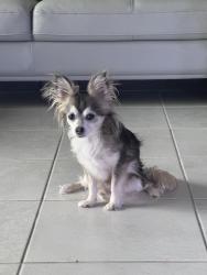 Reunited Female Dog last seen Bulbine Meadow tl, Cypress, TX 77429