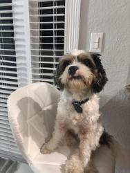 Reunited Male Dog last seen Near nw 62nd ave, Miami, FL 33126