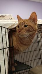Shelter Stray Male Cat last seen Bexar County, 3353 Morningside Dr, New Braunfels, TX 78132, USA