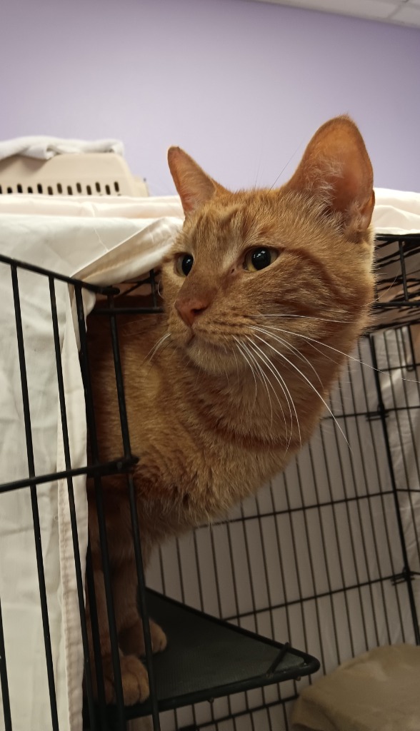 Shelter Stray Male Cat last seen Bexar County, 3353 Morningside Dr, New Braunfels, TX 78132, USA