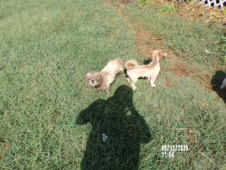 Lost Male Dog last seen Near Kentucky St Joshua, TX 76058, Joshua, TX 76058