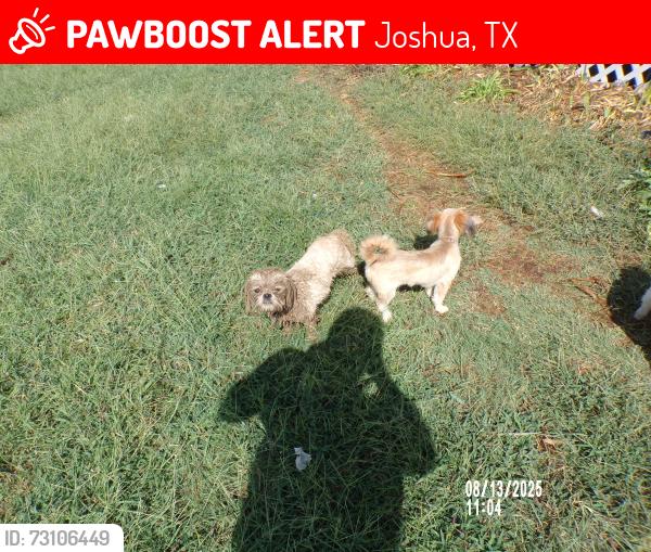 Lost Male Dog last seen Near Kentucky St Joshua, TX 76058, Joshua, TX 76058