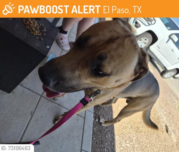 Found/Stray Male Dog last seen Sumac and Dogwood, El Paso, TX 79925