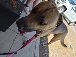 Found/Stray Male Dog last seen Sumac and Dogwood, El Paso, TX 79925