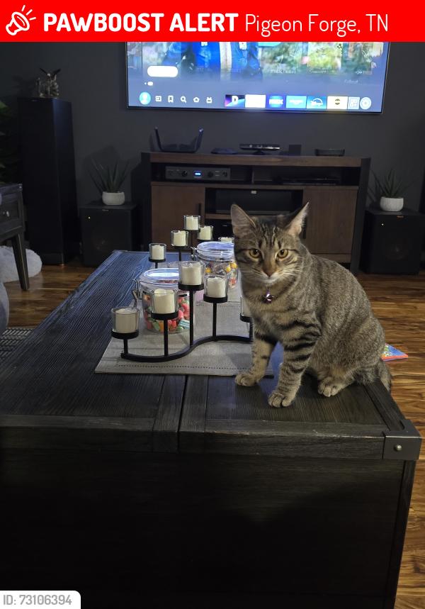 Lost Female Cat last seen blackberry ridge wy, Pigeon Forge, TN 37863