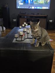 Lost Female Cat last seen blackberry ridge wy, Pigeon Forge, TN 37863