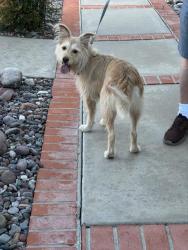 Reunited Female Dog last seen Skywood Drive, El Cajon, CA 92020, El Cajon, CA 92020
