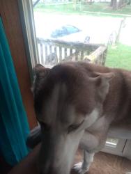 Reunited Female Dog last seen Southworth and Hamilton, Rockford, IL 61109