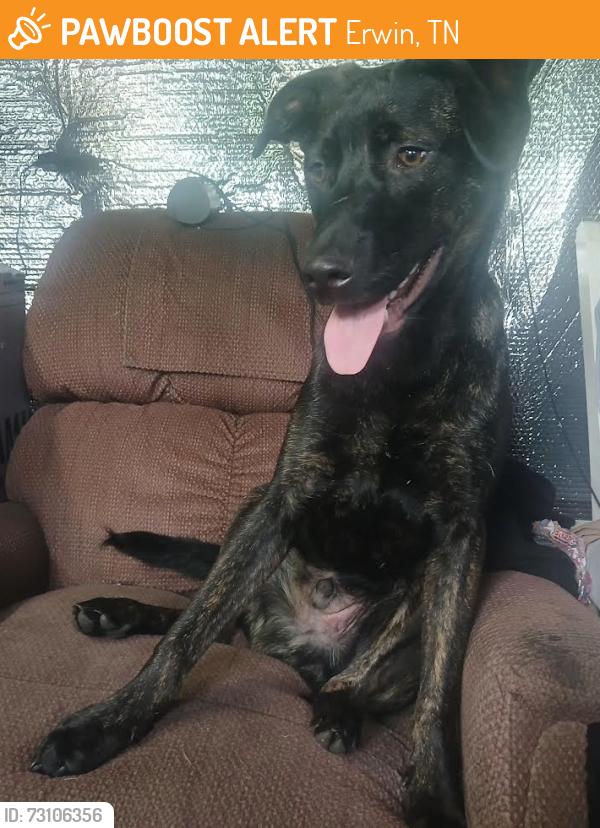 Found/Stray Male Dog last seen route 19W and the North Carolina border line, Erwin, TN 37650