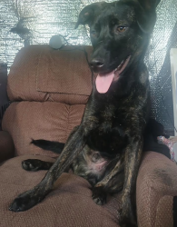 Found/Stray Male Dog last seen route 19W and the North Carolina border line, Erwin, TN 37650