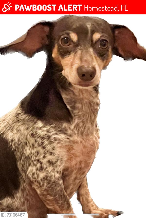 Lost Female Dog last seen Near Street, Homestead, FL 33033