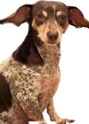 Lost Female Dog last seen Near Street, Homestead, FL 33033