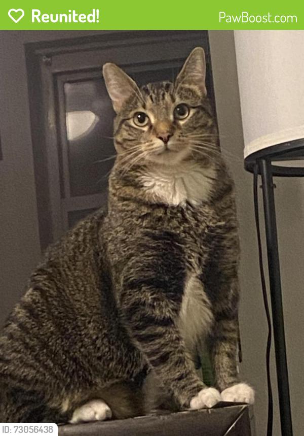 Reunited Male Cat last seen 18th pl , Chicago, IL 60608