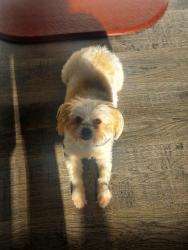 Lost Female Dog last seen Paradise and radio dr, San Diego, CA 92114