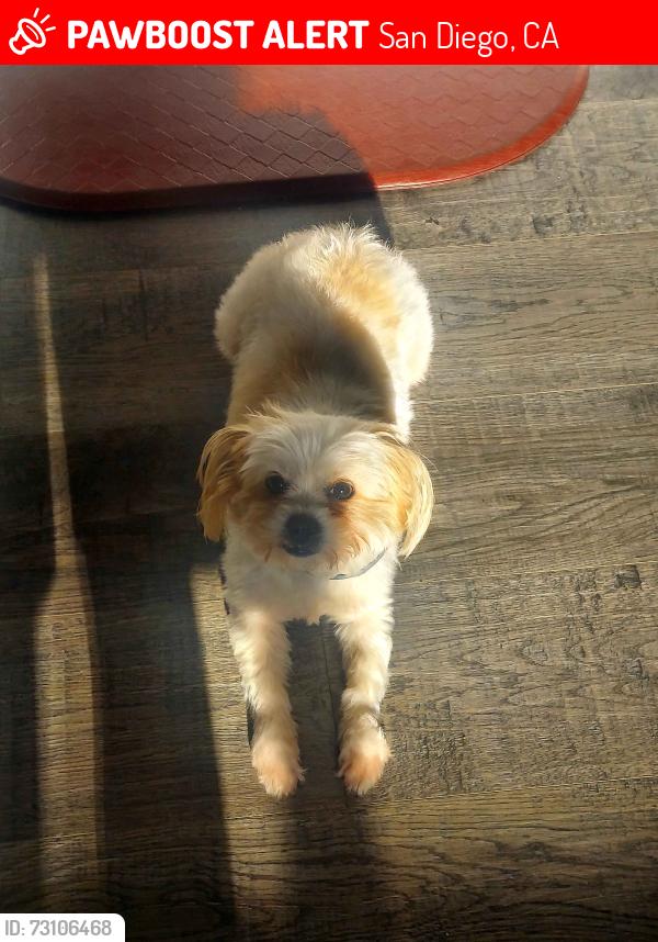 Lost Female Dog last seen Paradise and radio dr, San Diego, CA 92114