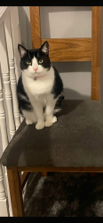 Reunited Female Cat last seen Back garden of Hadyn Grove, West Midlands, England 