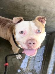 Shelter Stray Male Dog last seen , 1850 W 60th St, Los Angeles, CA 90047, USA