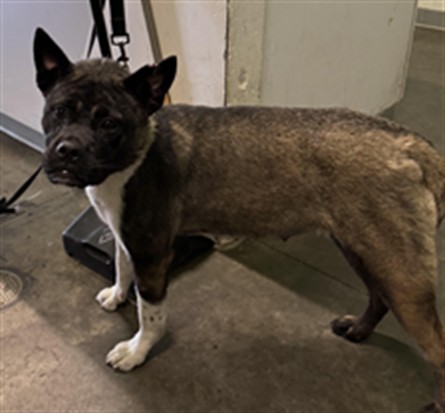 Shelter Stray Female Dog last seen , 1850 W 60th St, Los Angeles, CA 90047, USA