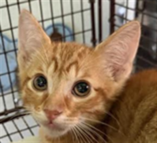 Shelter Stray Male Cat last seen , 1850 W 60th St, Los Angeles, CA 90047, USA