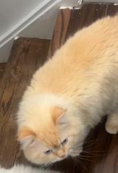 Lost Male Cat last seen Near scenic townhouses backyard , Kitchener, ON N2A 2P5