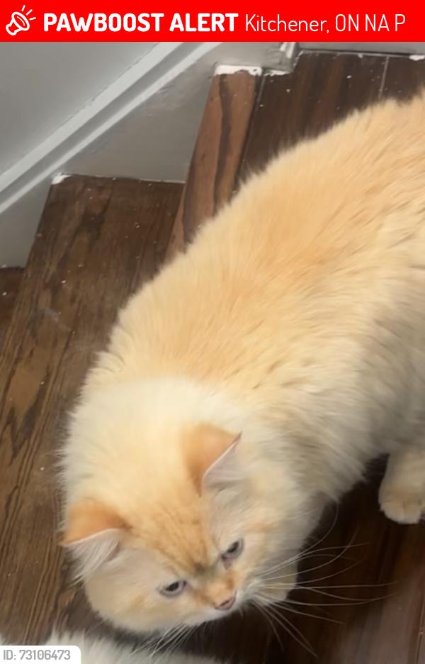 Lost Male Cat last seen Near scenic townhouses backyard , Kitchener, ON N2A 2P5