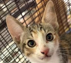 Shelter Stray Female Cat last seen , 1850 W 60th St, Los Angeles, CA 90047, USA