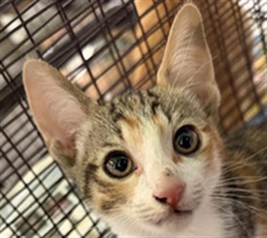 Shelter Stray Female Cat last seen , 1850 W 60th St, Los Angeles, CA 90047, USA