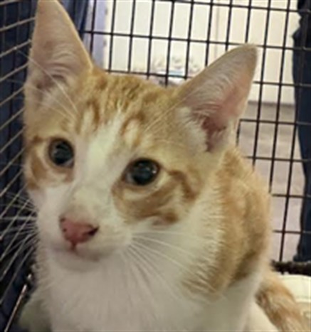 Shelter Stray Male Cat last seen , 1850 W 60th St, Los Angeles, CA 90047, USA