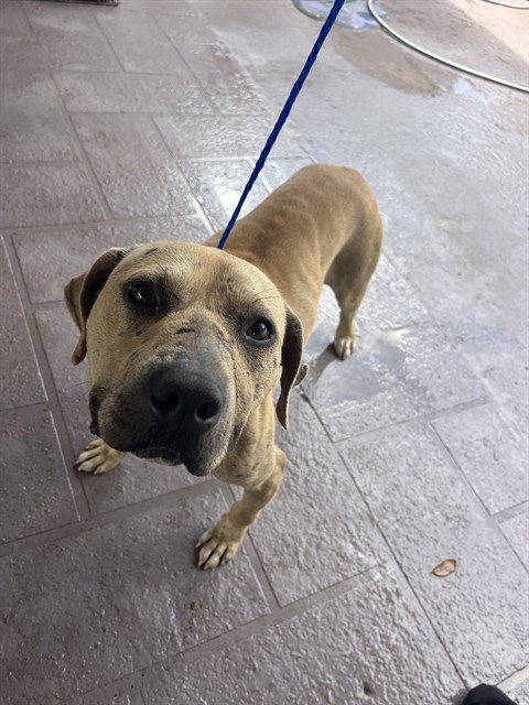 Shelter Stray Male Dog last seen Near BLOCK SW 260TH ST, 3599 NW 79th Ave, Doral, FL 33122, USA