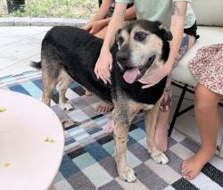 Found/Stray Female Dog last seen NW 12th Pl and NW 39th Dr/Westmoreland, Gainesville, FL 32605