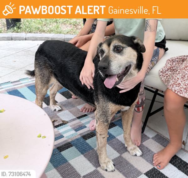 Found/Stray Female Dog last seen NW 12th Pl and NW 39th Dr/Westmoreland, Gainesville, FL 32605
