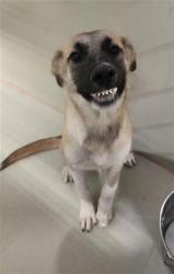 Shelter Stray Female Dog last seen Near BLOCK E WILSON RD, BAKERSFIELD CA 93307, 3951 Fruitvale Ave, Bakersfield, CA 93308, USA