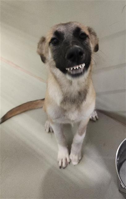 Shelter Stray Female Dog last seen Near BLOCK E WILSON RD, BAKERSFIELD CA 93307, 3951 Fruitvale Ave, Bakersfield, CA 93308, USA
