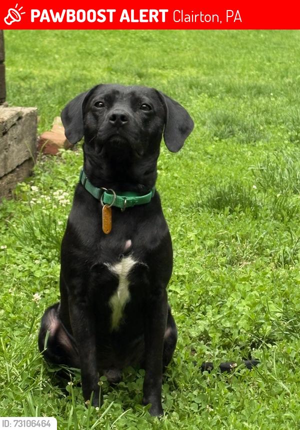 Lost Male Dog last seen Collins Avenue, Jefferson Hills, Clairton, PA 15025