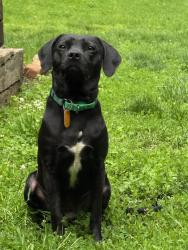 Lost Male Dog last seen Collins Avenue, Jefferson Hills, Clairton, PA 15025