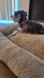 Reunited Female Dog last seen Overland Stage, Arlington, TX 76017