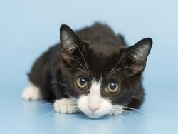 Shelter Stray Female Cat last seen 16TH LN AND W GEORGIA AVE, 5501 E Van Buren St, Phoenix, AZ 85008, USA